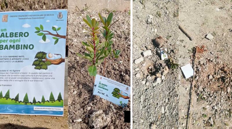 Salemi. Alberi piantumati dalla Fraternità Francescana spiantati e distrutti